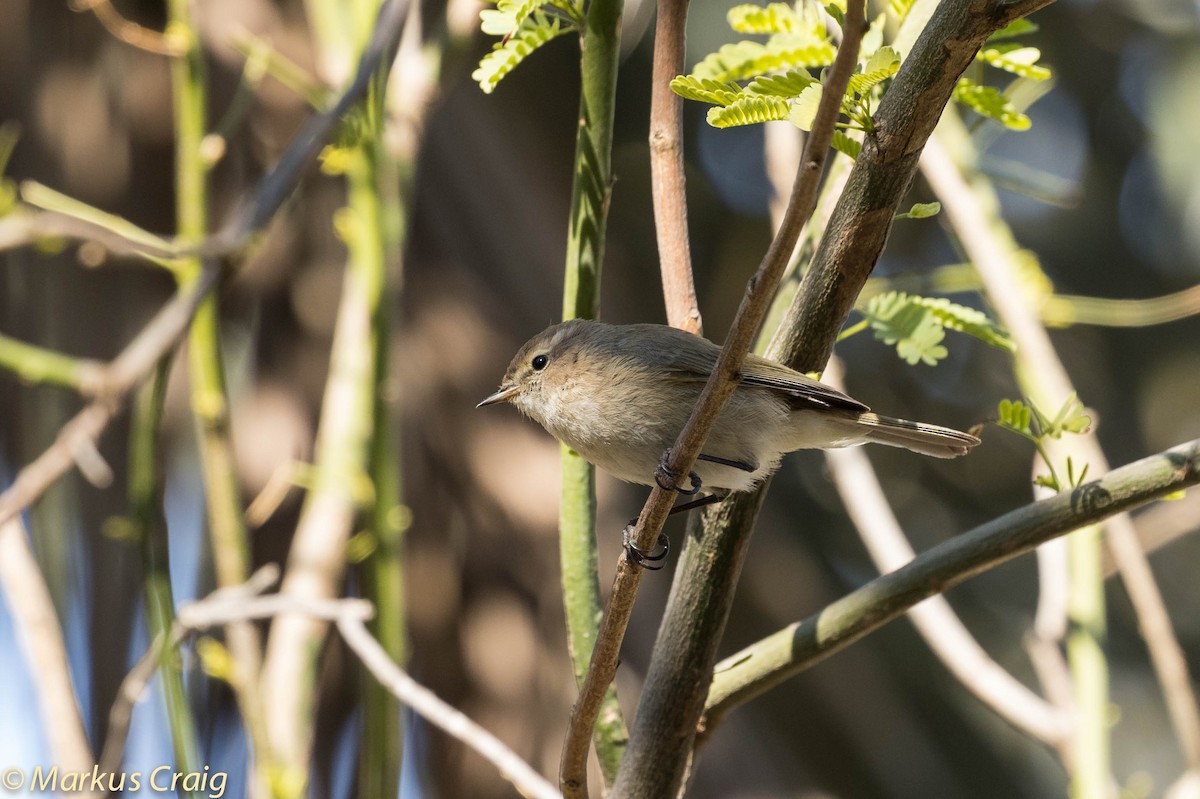 Mountain Chiffchaff (Caucasian) - ML27707091