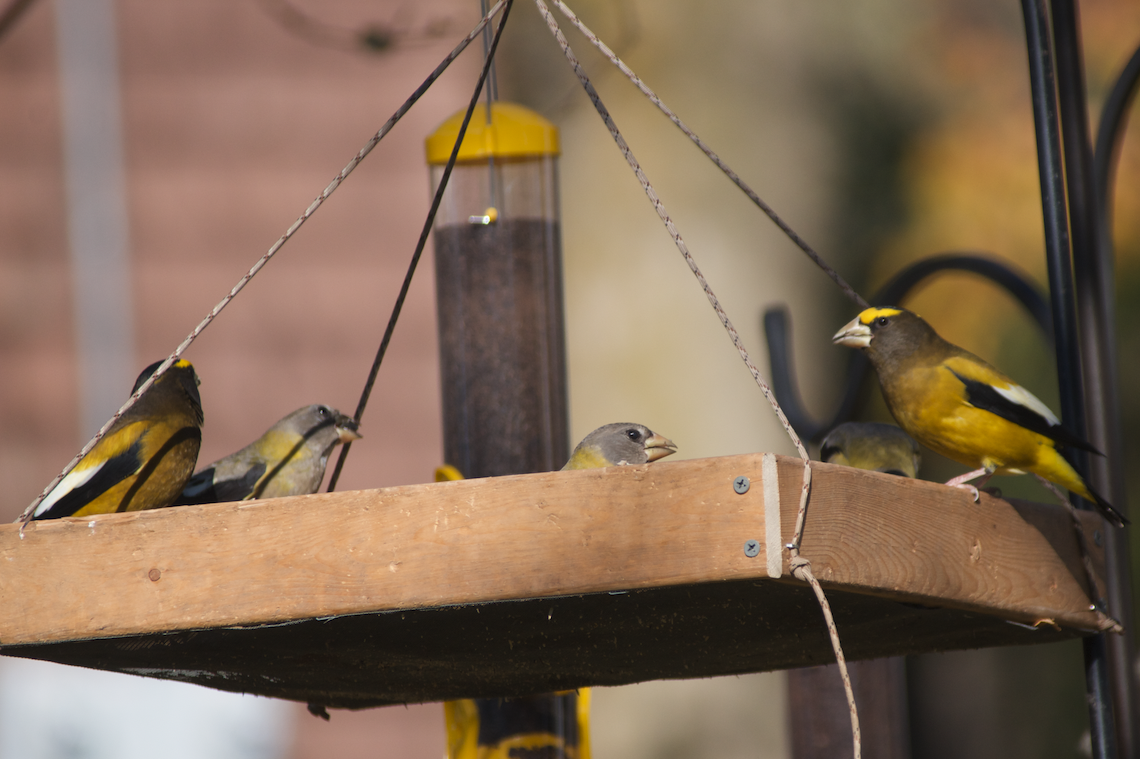 Evening Grosbeak - Chris Kargel