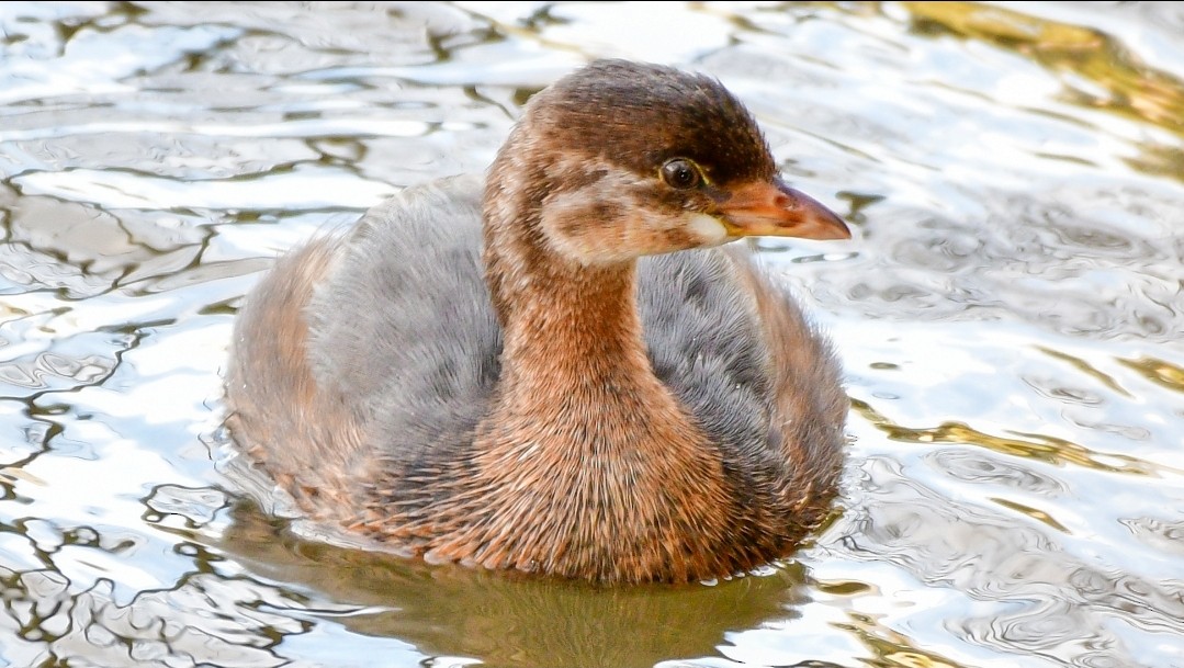 Pied-billed Grebe - ML277072011