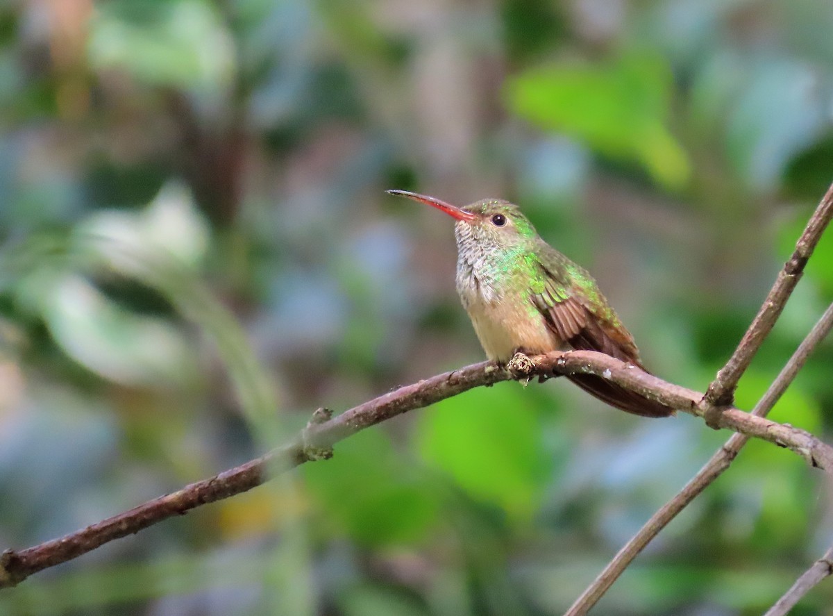 Buff-bellied Hummingbird - Susan Young