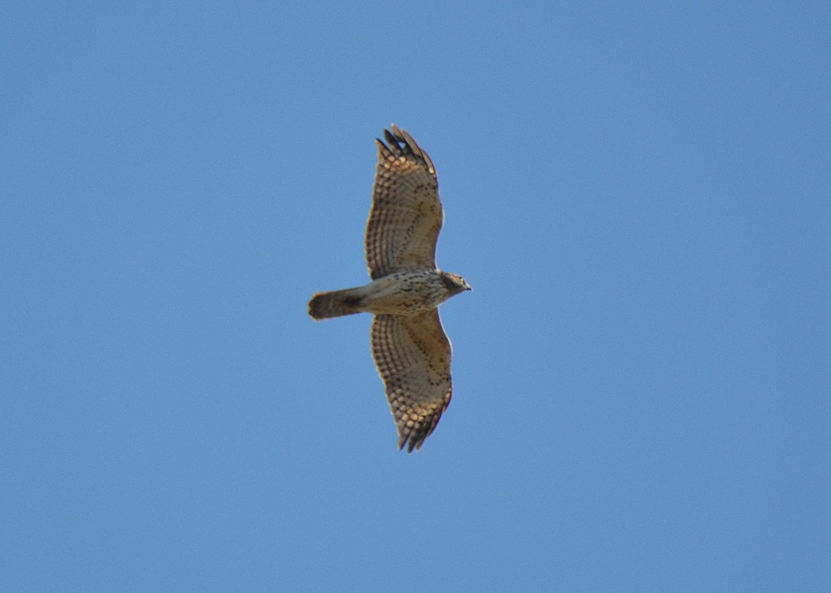 Red-shouldered Hawk - ML277073671