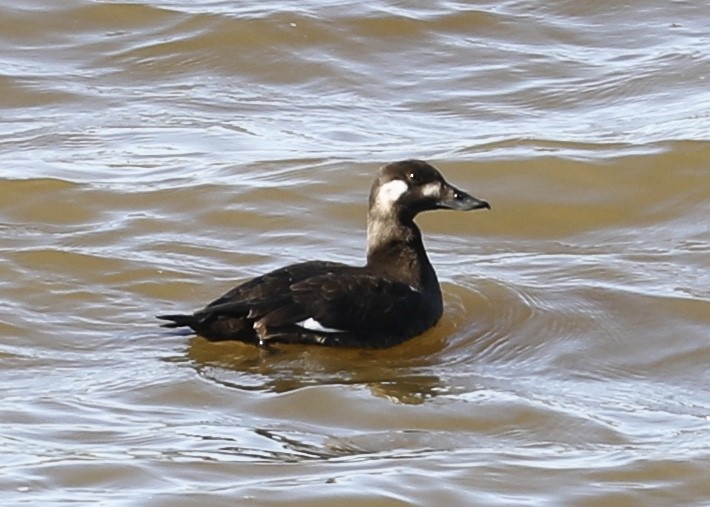 White-winged Scoter - ML277074241