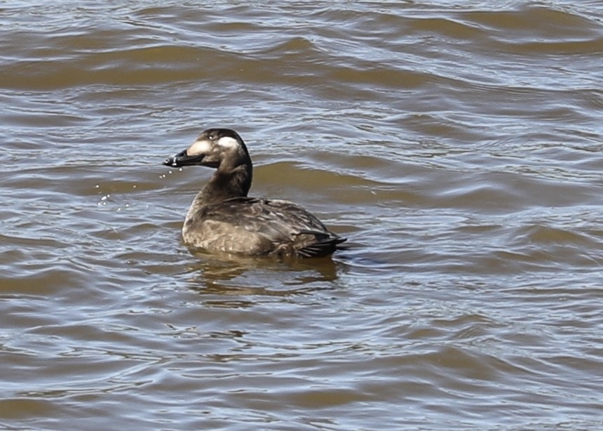 White-winged Scoter - ML277074341
