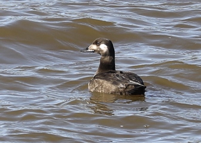 White-winged Scoter - ML277074351