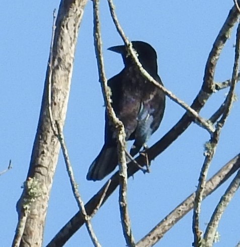 Boat-tailed Grackle - ML277074581