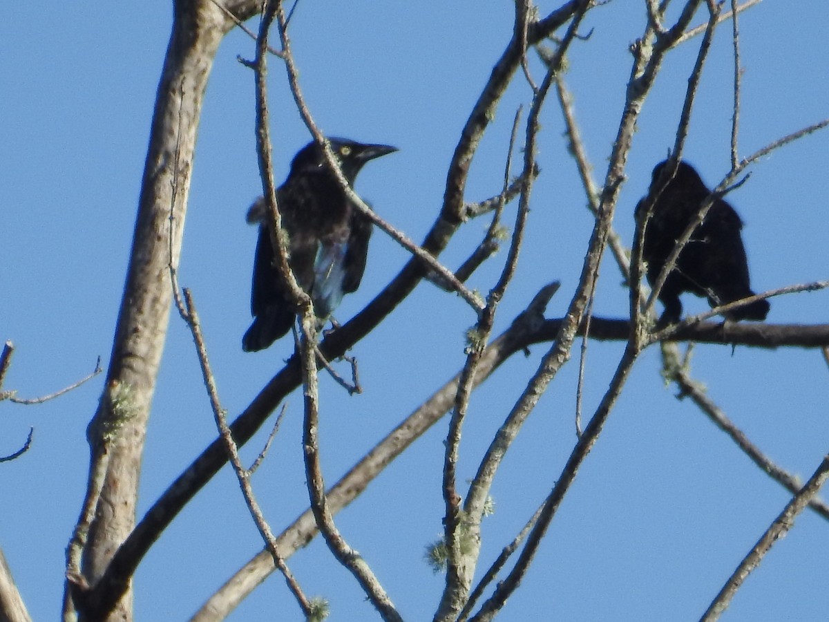 Boat-tailed Grackle - ML277074751