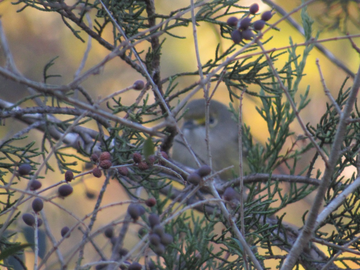 White-eyed Vireo - ML277077571