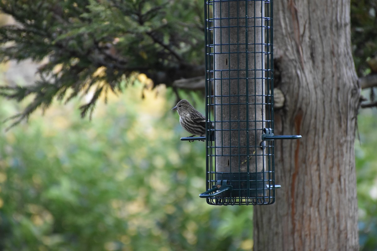 Pine Siskin - Casey Michel