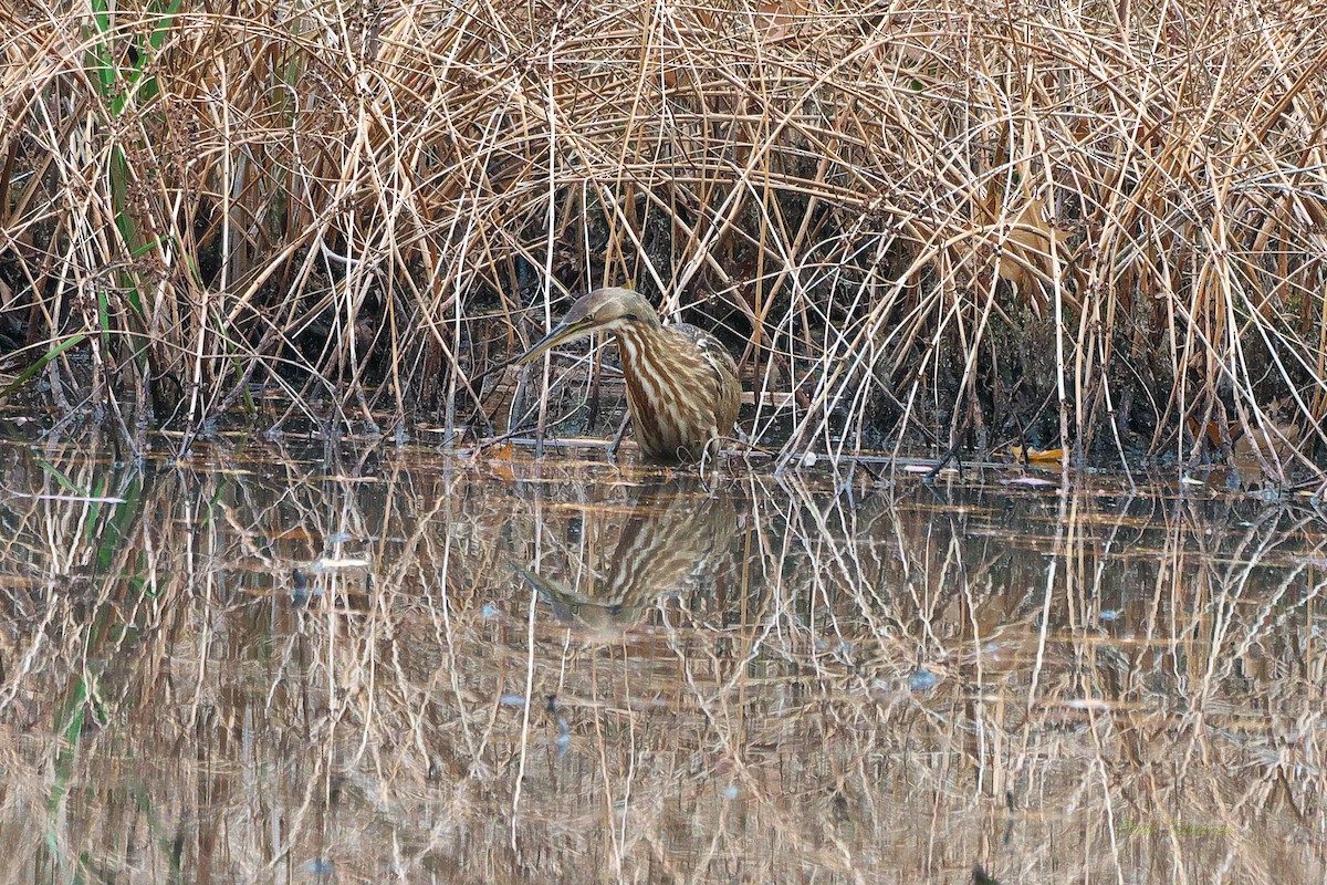 American Bittern - ML277079281