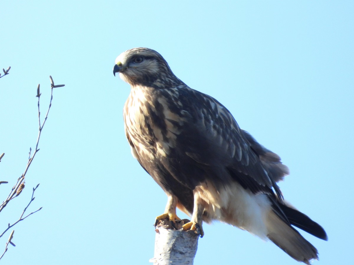 Rough-legged Hawk - ML277079381