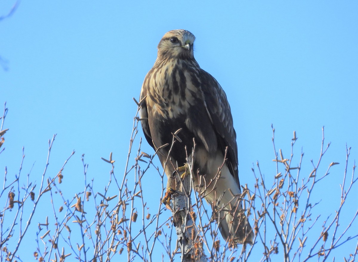 Rough-legged Hawk - ML277080001