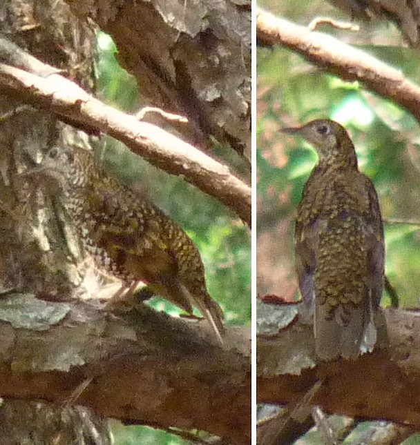 Scaly Thrush - Glenn Morris