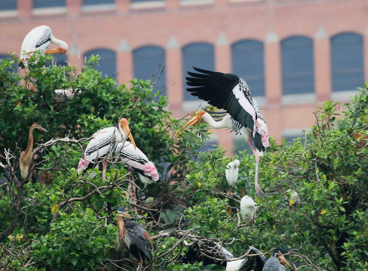 Painted Stork - ML27708021