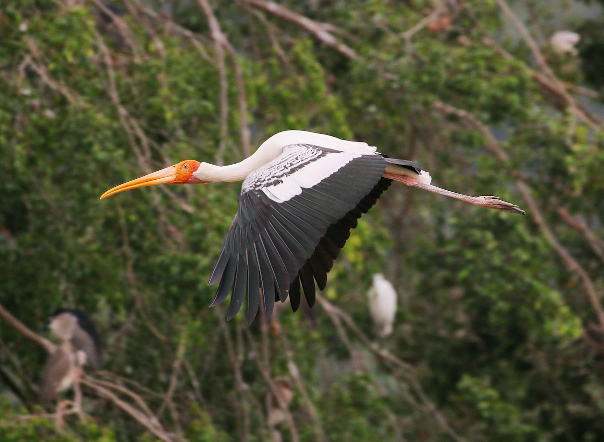 Painted Stork - ML27708051