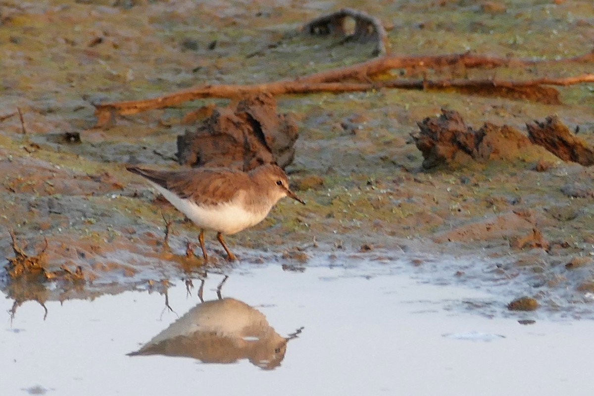 Temminck's Stint - Karen Thompson