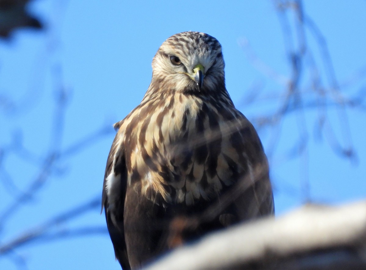 Rough-legged Hawk - ML277080671