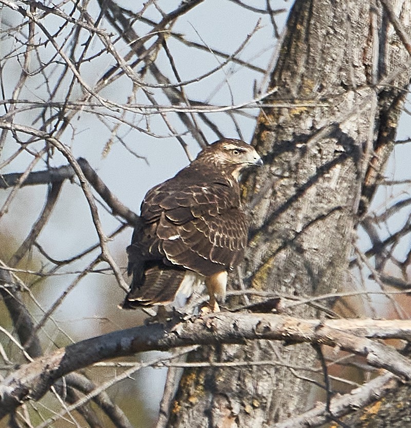 Red-tailed Hawk - ML277080761