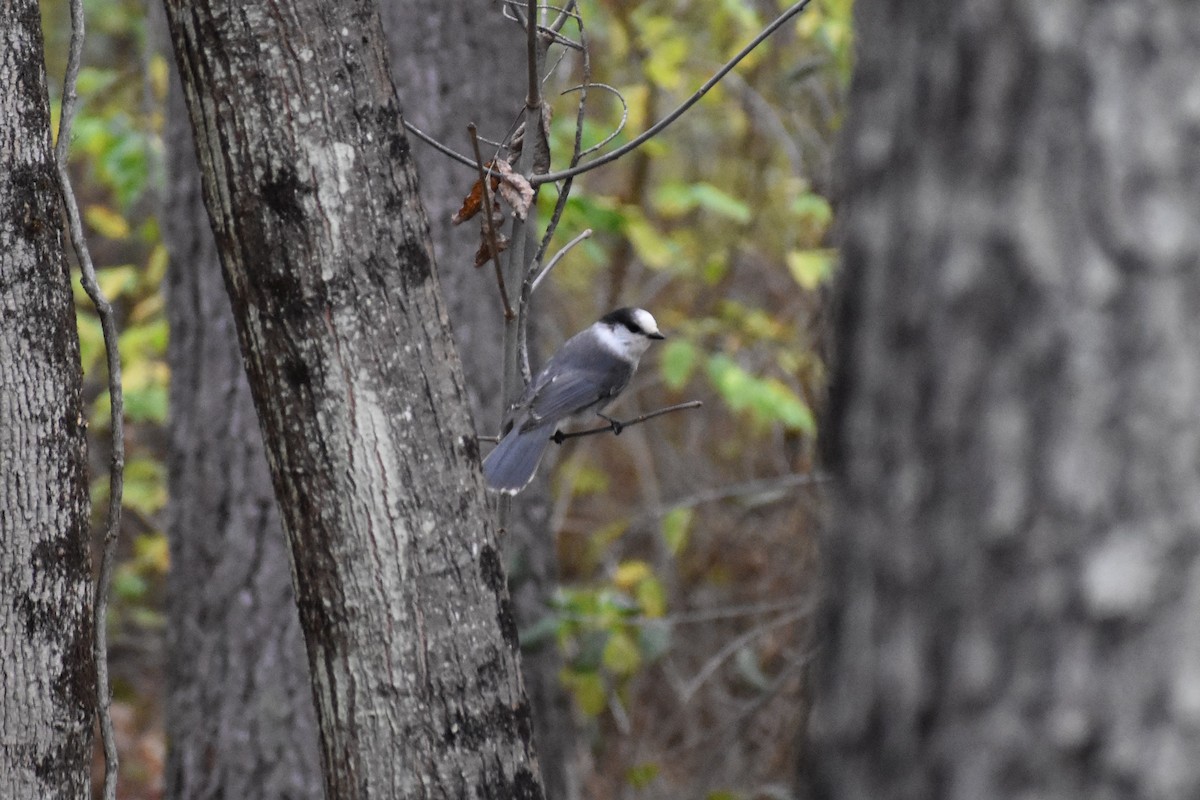 Canada Jay - ML277081391