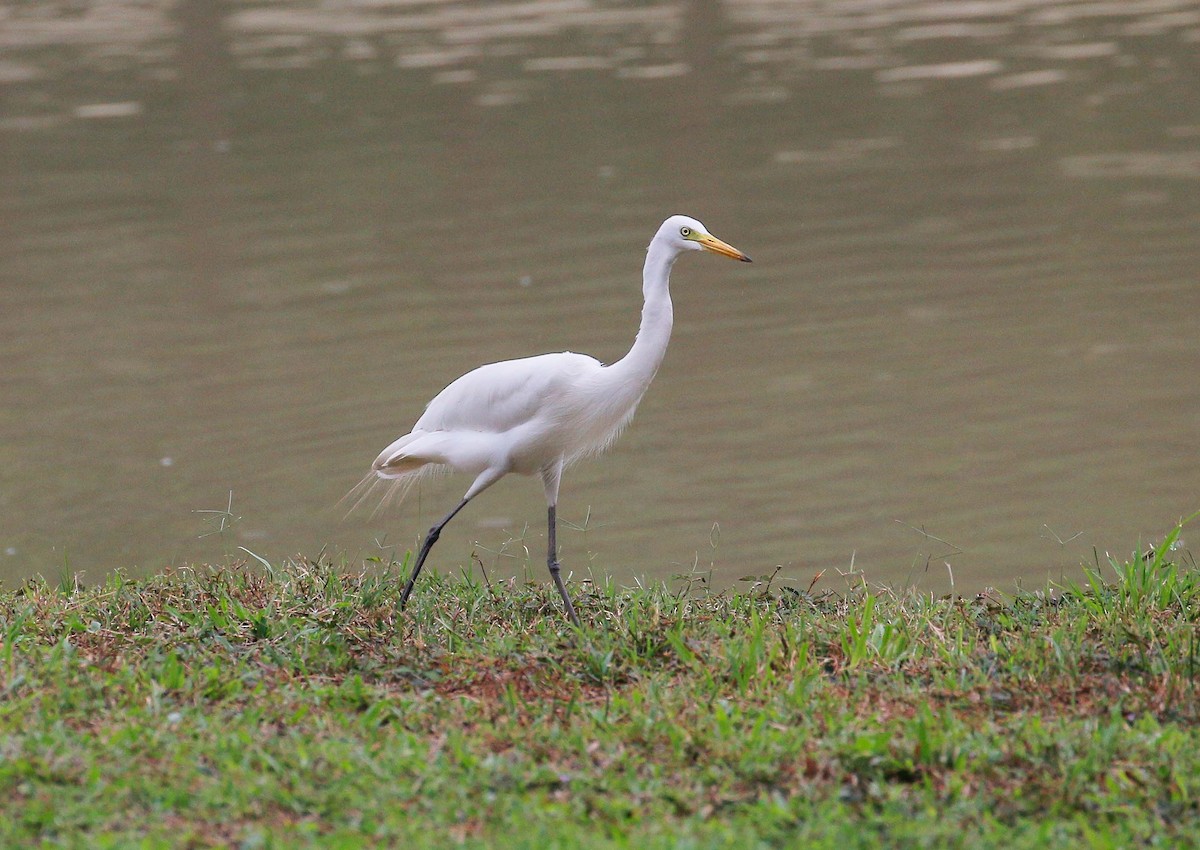 Medium Egret - Neoh Hor Kee