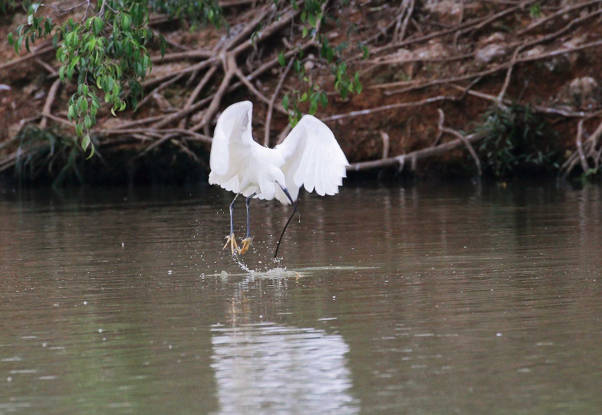 Little Egret - Neoh Hor Kee