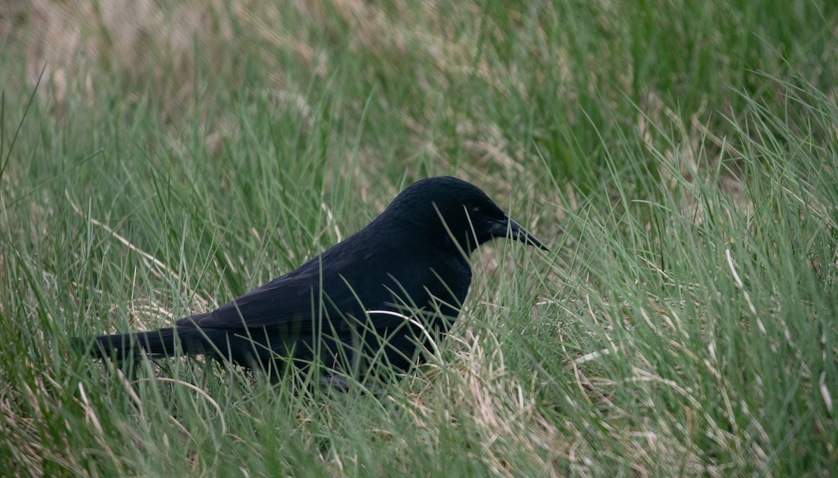 Austral Blackbird - Santiago Imberti