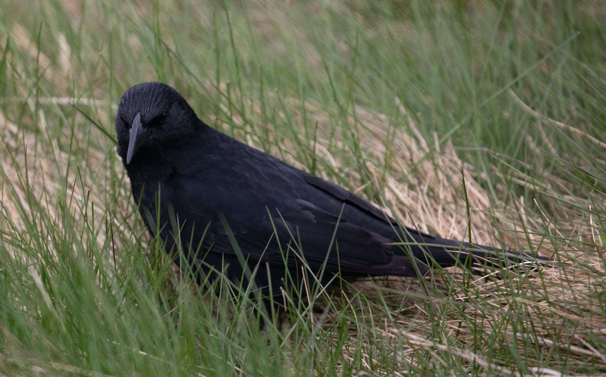 Austral Blackbird - Santiago Imberti