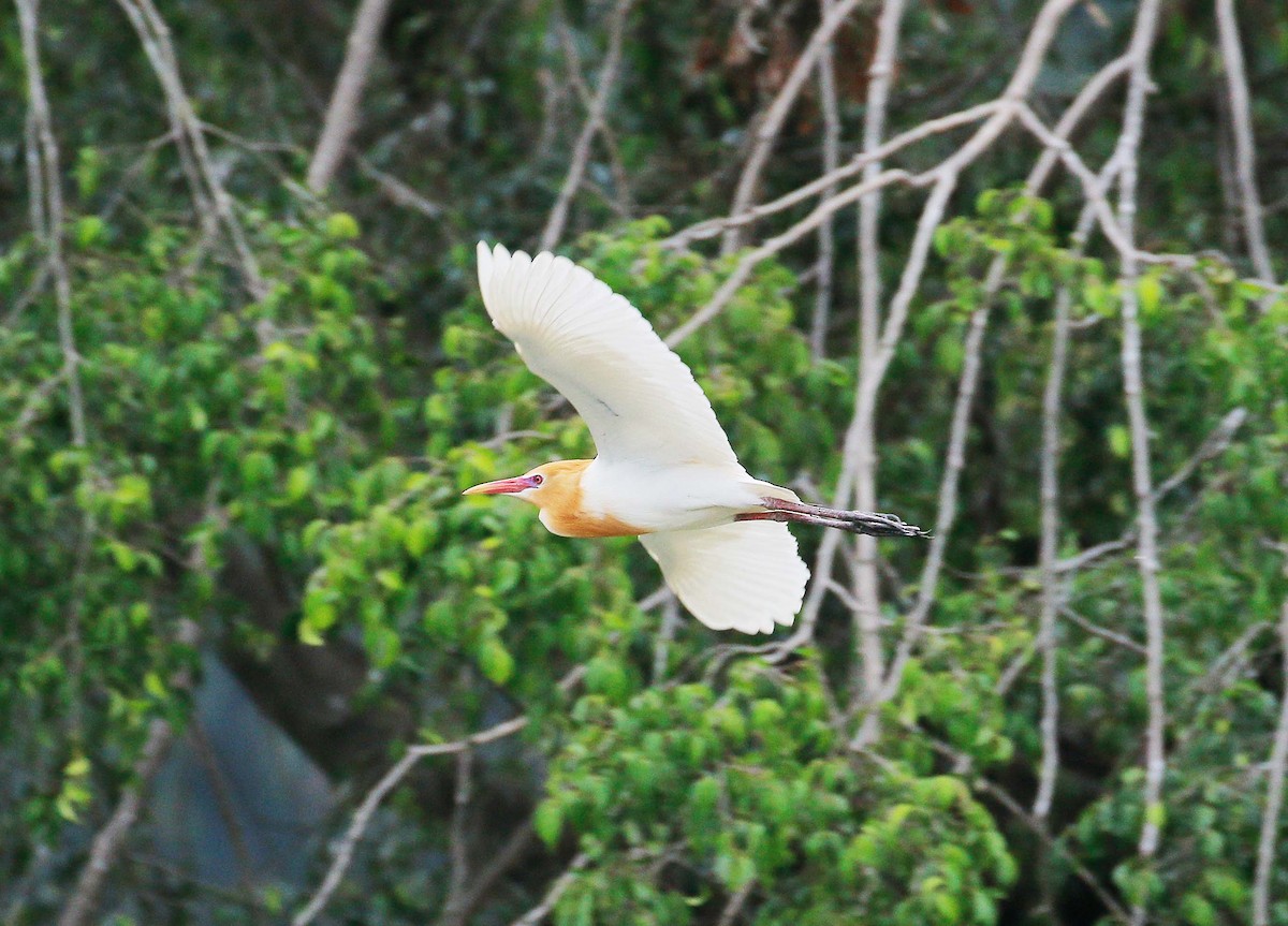 Eastern Cattle Egret - Neoh Hor Kee