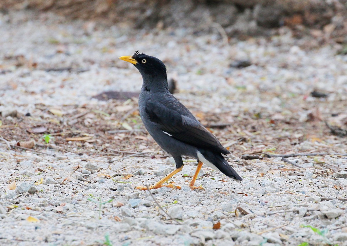 Javan Myna - ML27708301