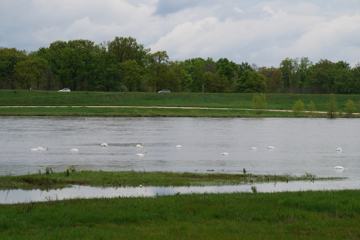 Mute Swan - ML27708331