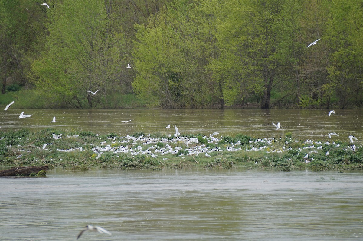 Black-headed Gull - ML27708351