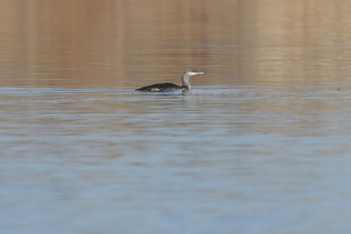 Red-throated Loon - David Bailey