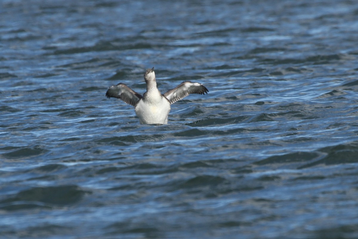 Red-throated Loon - David Bailey