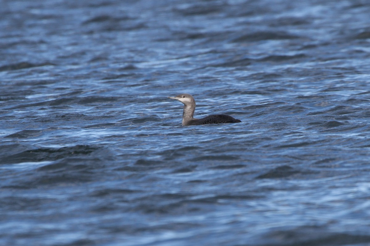 Red-throated Loon - David Bailey