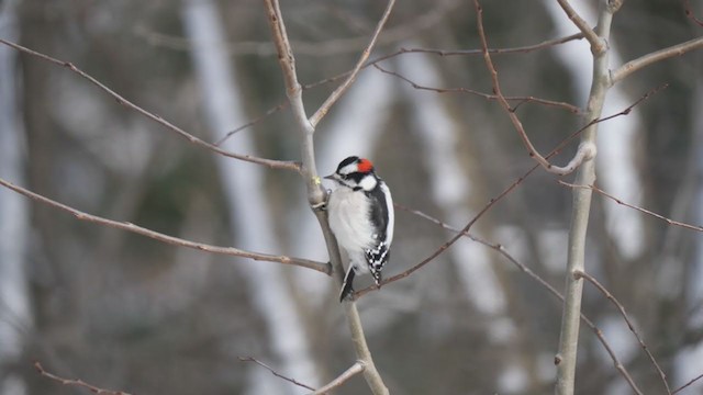 Downy Woodpecker - ML277084371