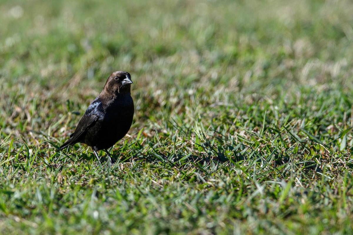 Brown-headed Cowbird - ML277084961