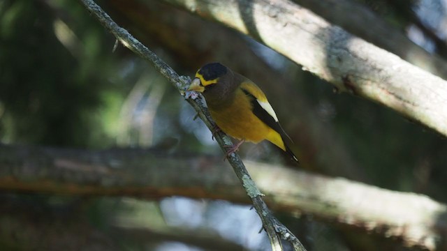 Evening Grosbeak - ML277085491