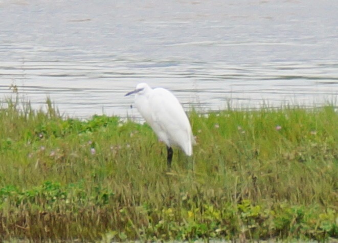 Little Egret - ML27708571