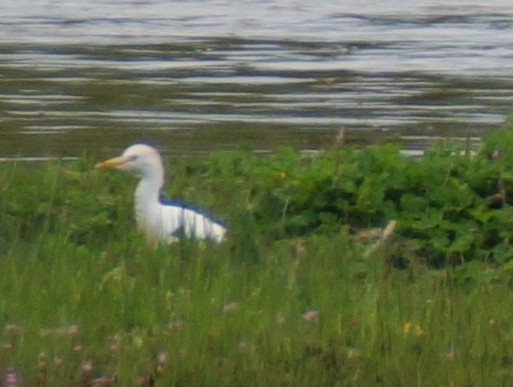 Western Cattle-Egret - ML27708601