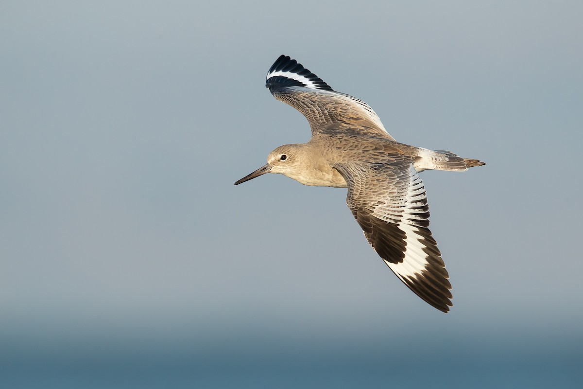 Willet - ML277086221