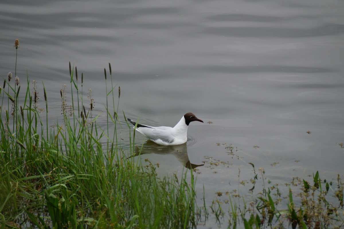 Black-headed Gull - ML27708701
