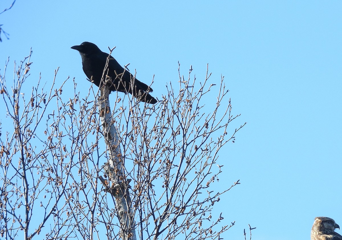 American Crow - ML277087401