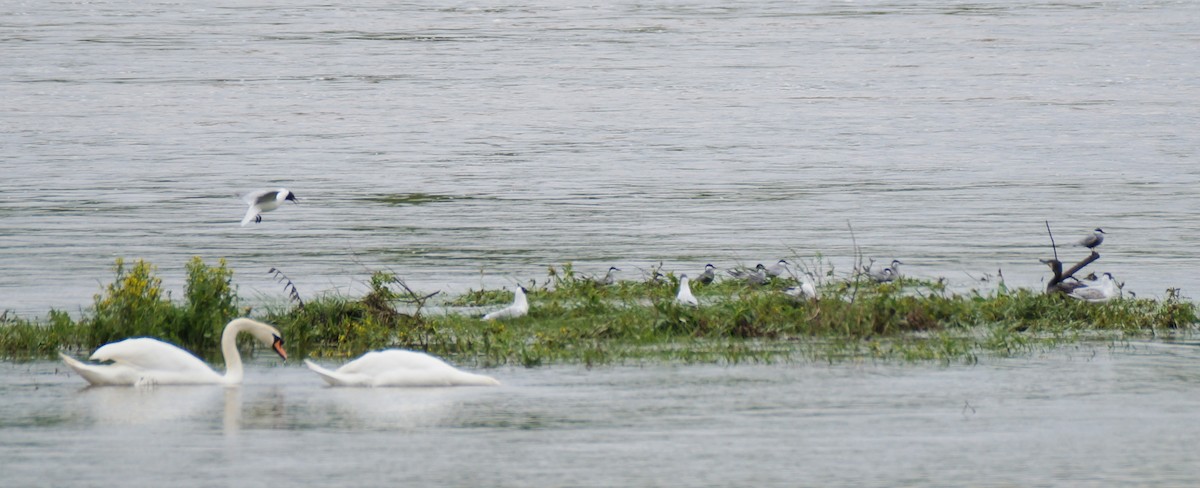 Whiskered Tern - ML27708821