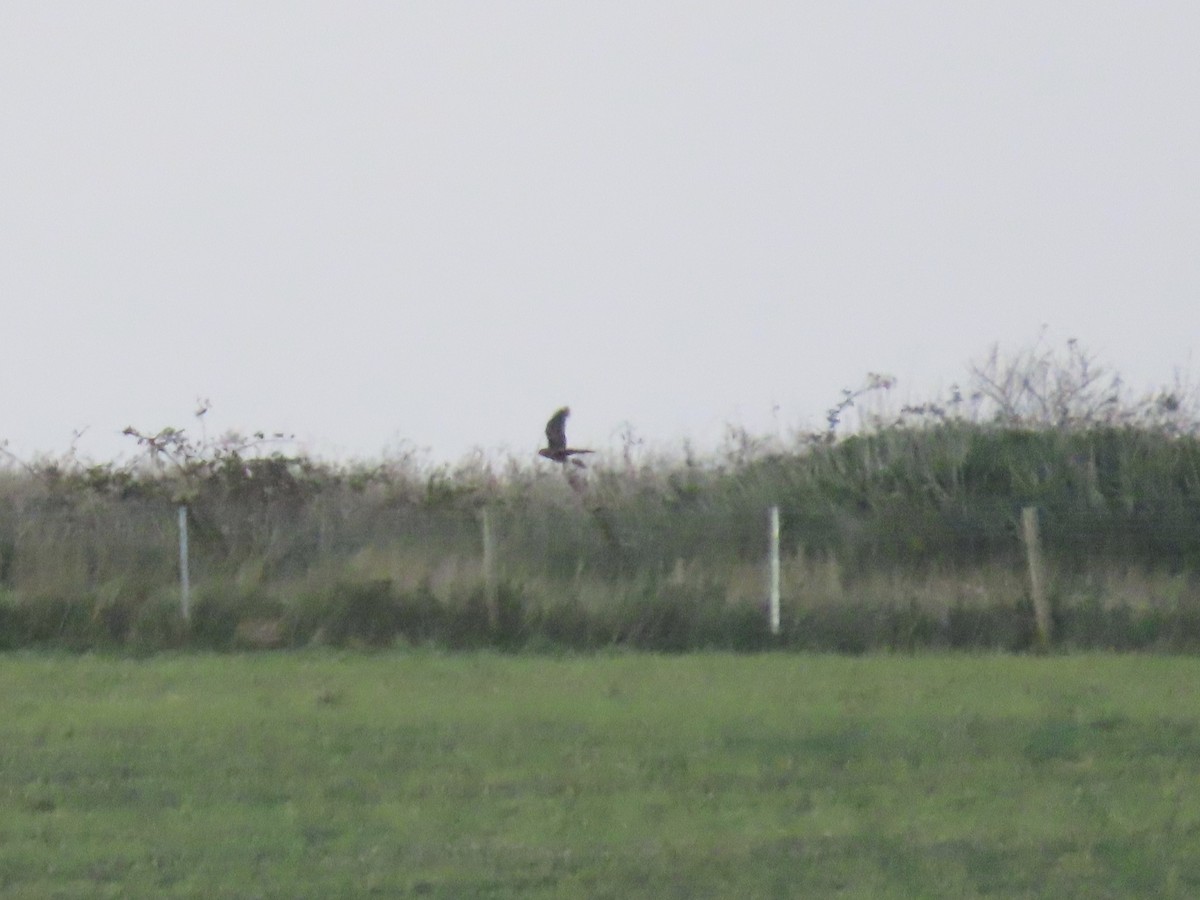 Hen Harrier - ML277088331