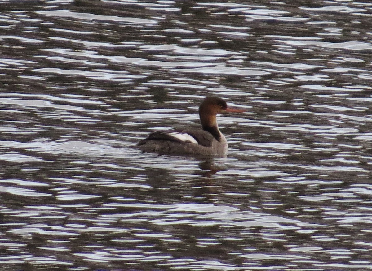 Red-breasted Merganser - Ken Cox