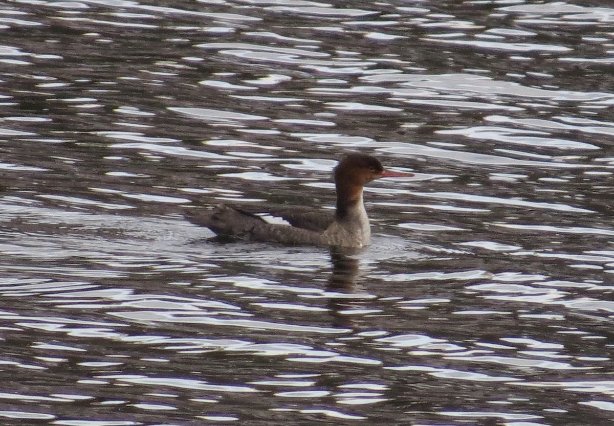 Red-breasted Merganser - ML277090041