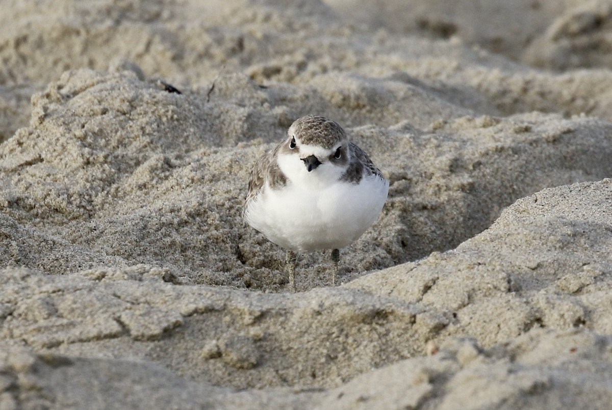 Snowy Plover - ML277092101