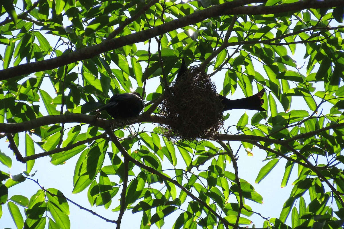 Palawan Drongo - ML27709431