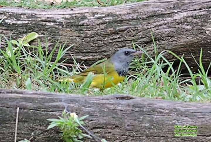 Mourning Warbler - ML277094851