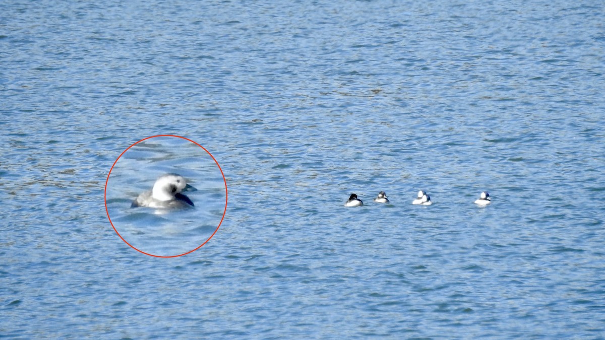 Long-tailed Duck - ML277095121