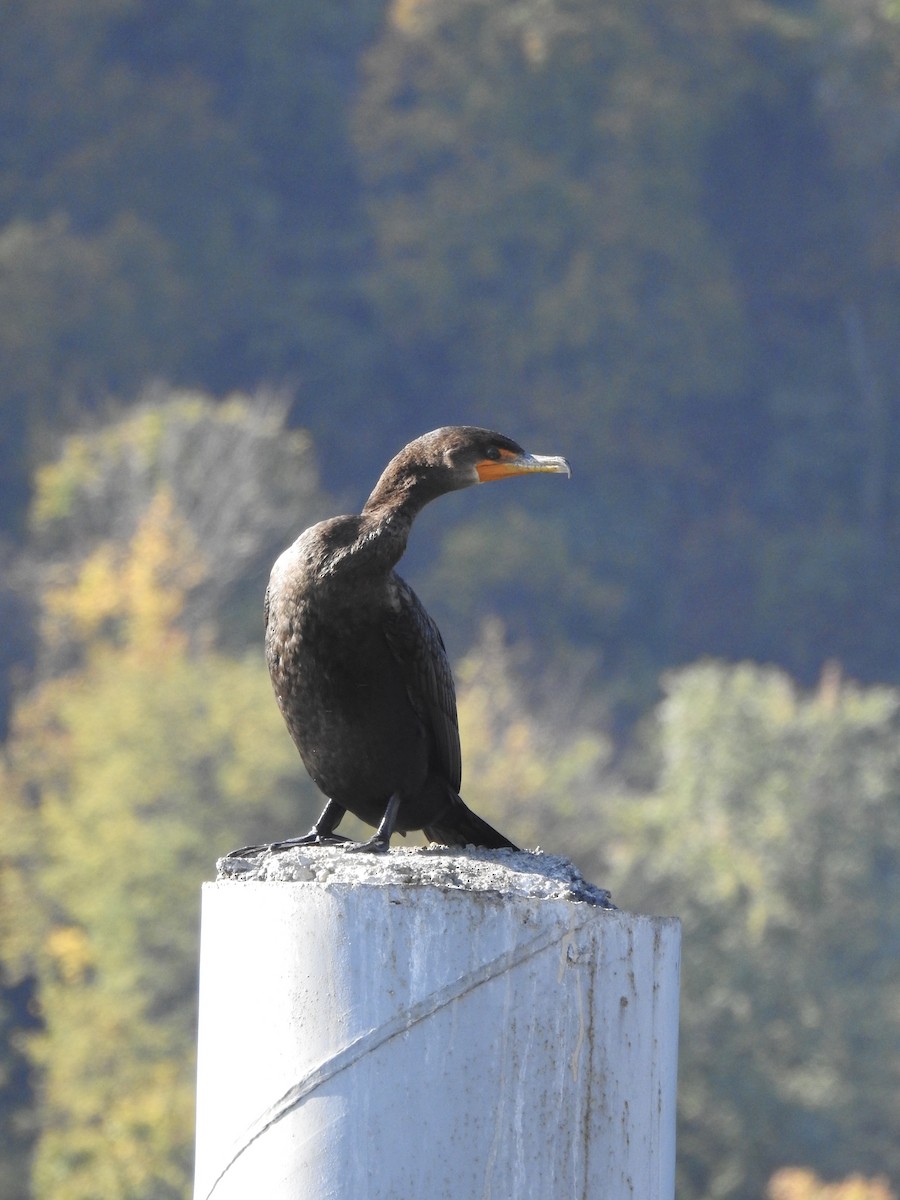 Double-crested Cormorant - ML277095491